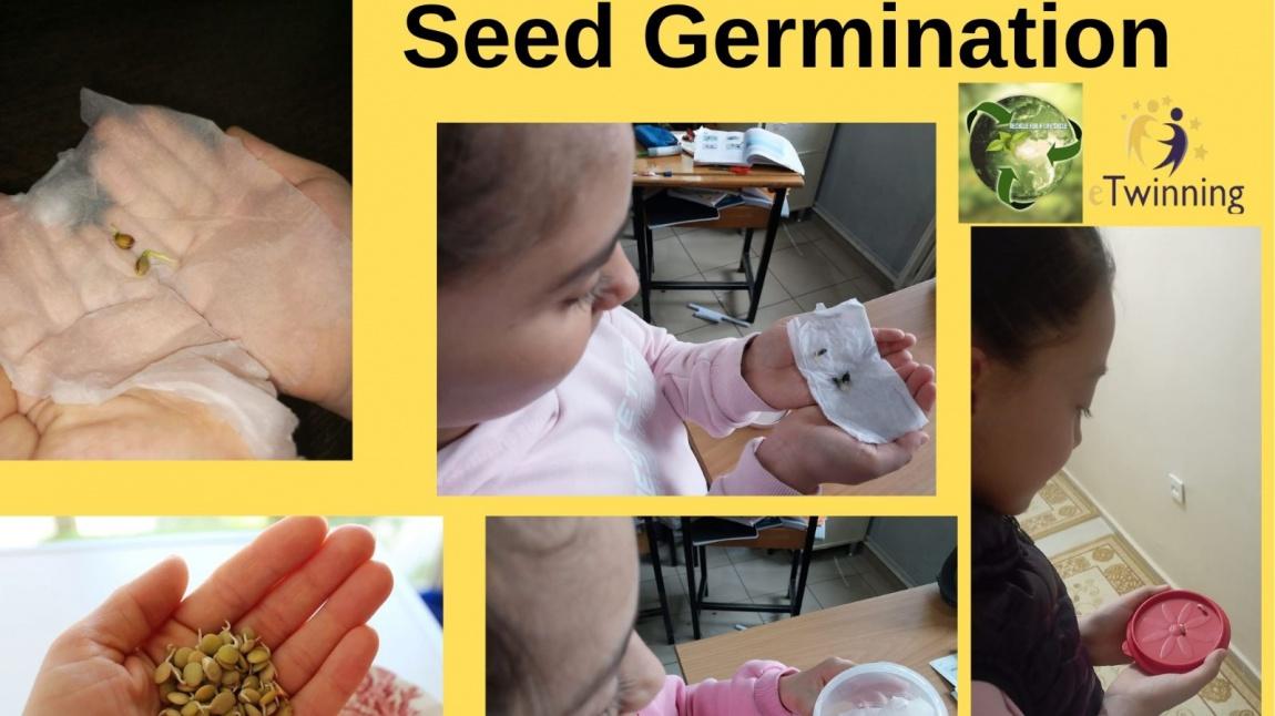 Seed Germination 