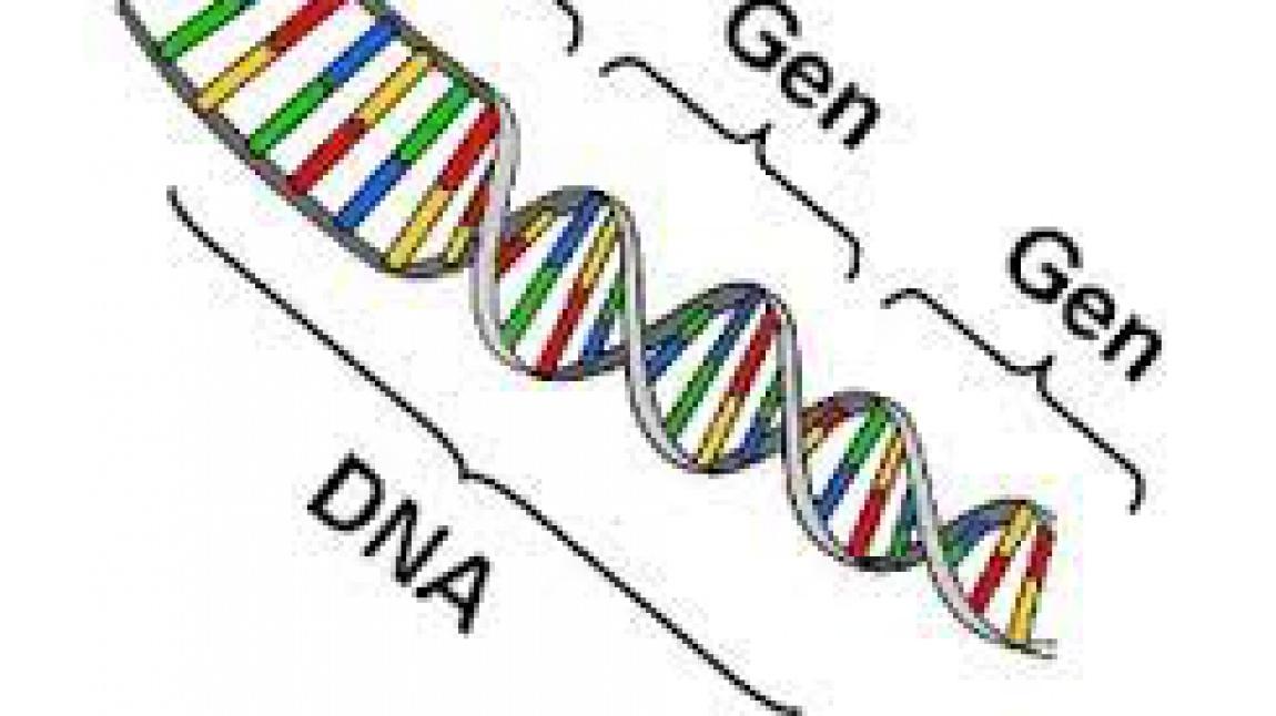 İskelet Sistemi ve DNA Modeli